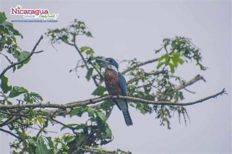 Wildlife - Nicaragua Tourism