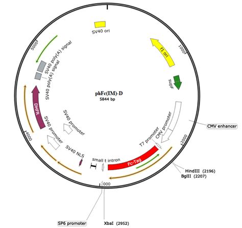 phFc(IM)-D Mammalian Expression Vector - GenHunter Corporation