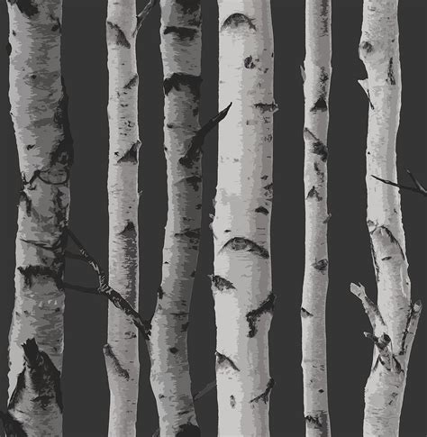 Distinctive Black Birch Tree Wallpaper |Wallpaper And Borders |The ...