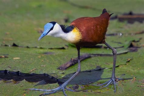 Amazing Animals Pictures: The long Claws of the African Jacana ...