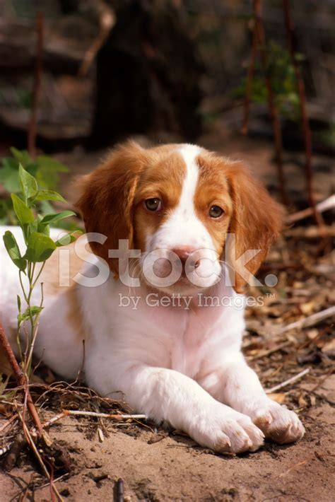 Brittany Spaniel Puppy Stock Photo | Royalty-Free | FreeImages