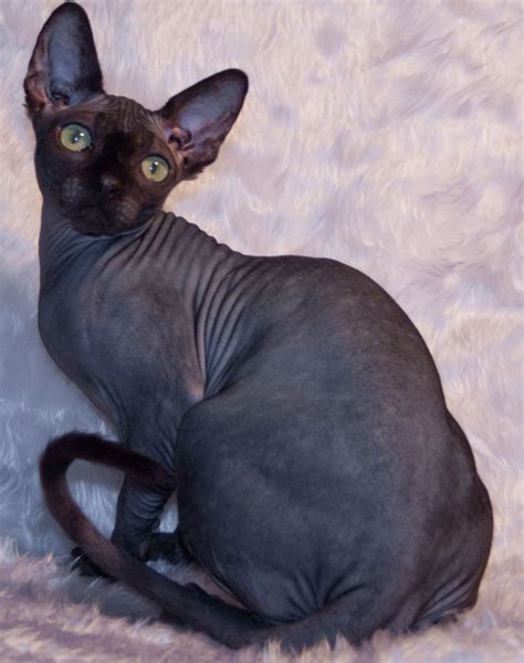 Female 10 Month Old Black Sphynx Kitten | Wakefield, West Yorkshire ...