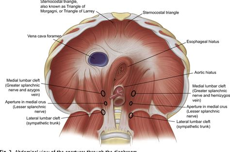 Figure 3 from Anatomy of the normal diaphragm. | Semantic Scholar