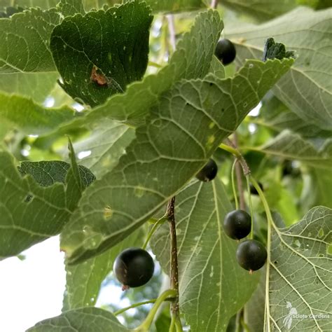 Celtis occidentalis #3 (Common Hackberry) - Scioto Gardens Nursery