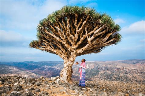 Can Socotra, Yemen’s ‘Dragon's Blood Island,' be saved?