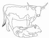 Cows coloring pages To Download And Print For Free sketch template