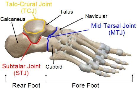 Pin on foot anatomy