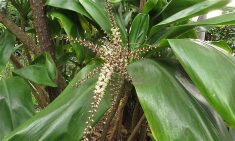 Hawaiian Ti Plant: How To Grow Cordyline Fruticosa - Epic Gardening