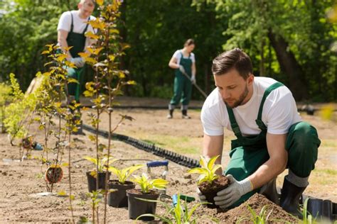 Planter un arbre dans son jardin : pourquoi et comment?