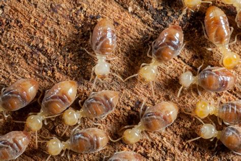 Termites insects in colony stock image. Image of plague - 93169093