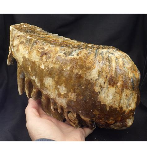 Fossils For Sale | Fossils-UK.com | Huge Woolly Mammoth Molar Tooth from North Sea, England ...