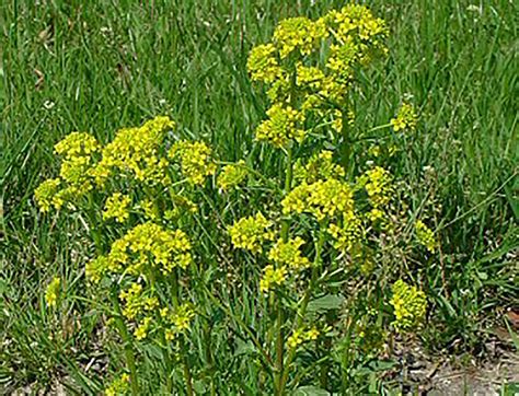 Yellow Flower Weed Identification