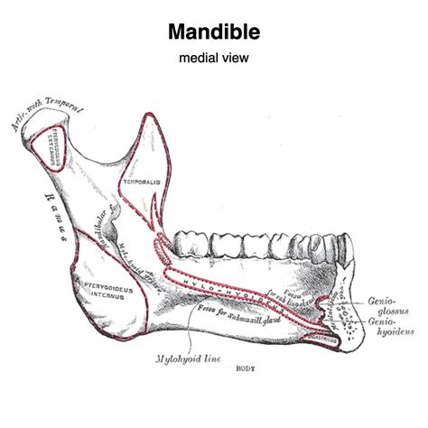 The Mandible Structure Attachments Fractures TeachMeAnatomy, 45% OFF