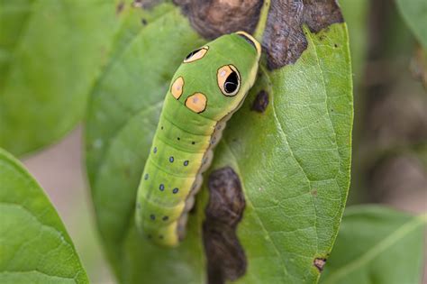 Spicebush Swallowtail Caterpillar and its Host Plant - Toad and Sage Garden