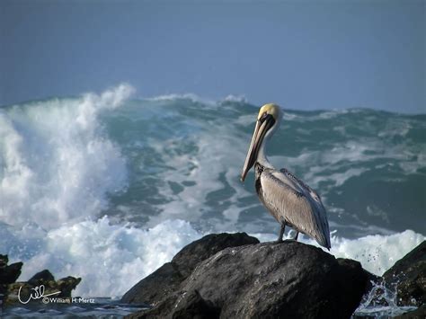 Visit Troncones