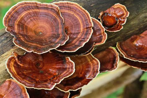 Reishi (Lingzhi, Ganoderma): 21 Benefits of this Cancer Killing Mushroom