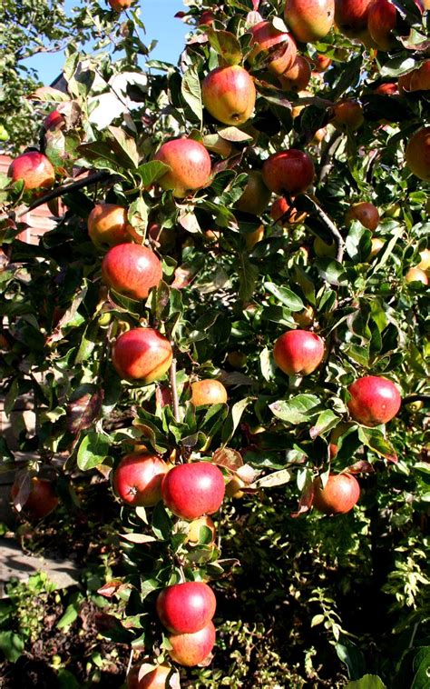 Scottish Artist and his Garden: WINTER PRUNING FRUIT TREES AND BUSHES