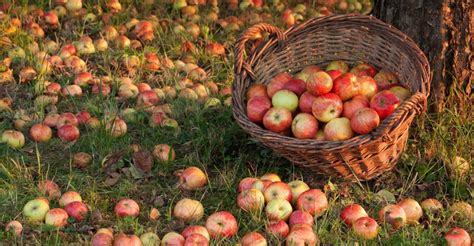 Preserving Your Apple Harvest