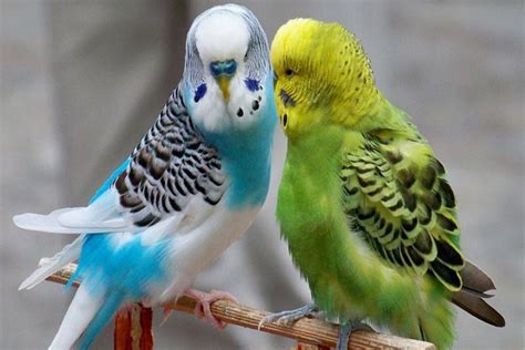 Top 10 Cute Small Parrots - Depth World - Top 10 Cute Small Parrots