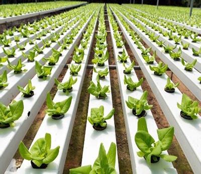 What Is Nft Hydroponics? - Lettuce Be Farmers