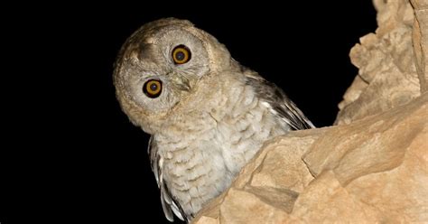 Desert owls get complicated - BirdGuides