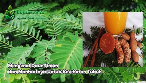 Mengenal Daun Sinom dan Manfaatnya Untuk Kesehatan Tubuh