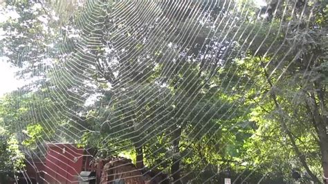 A very Large Spider Web on my House #LargeSpiderWeb #SpiderWeb #OrbWeb #Massachusetts #Spider ...