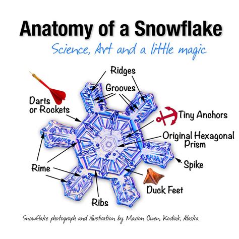 Snowflake Facts | Nature Photography | Real Snowflakes | Lagniappe