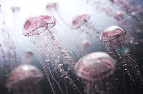 Jellyfish Swarm - CG inspiration - Hum3D