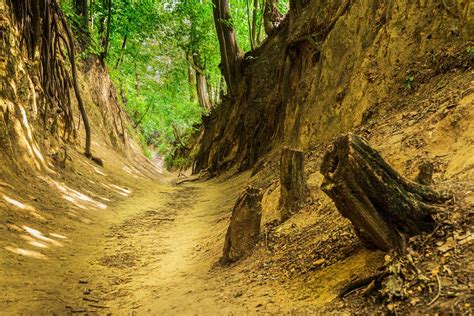 Brown Dirt Road Between Brown and Green Trees · Free Stock Photo