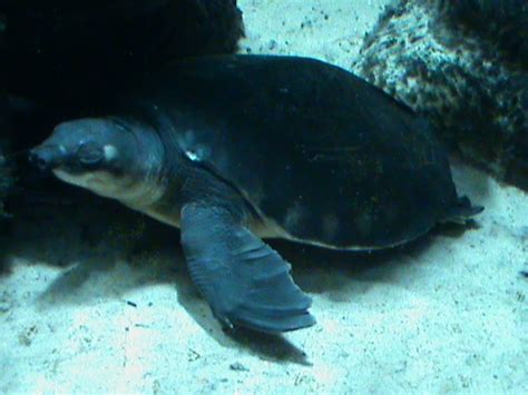 fly river turtle 080112 - ZooChat