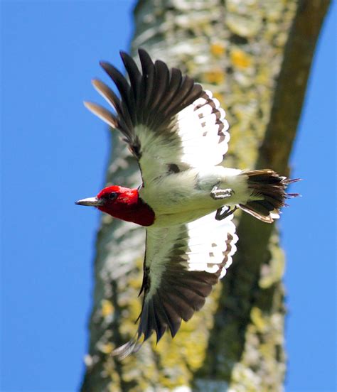 Red-headed Woodpecker — Badgerland Bird Alliance