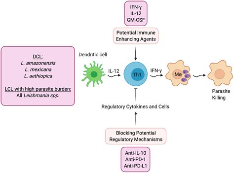 Frontiers | Host-Directed Therapies for Cutaneous Leishmaniasis