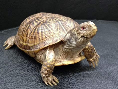 Basic Care: Box Turtles | Arizona Exotics | -Tortoises & Turtles Resources