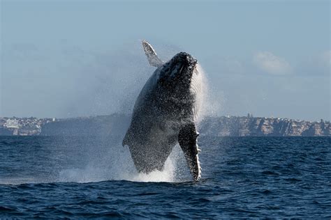 Humpback whale migration - the greatest wildlife spectacle in Sydney