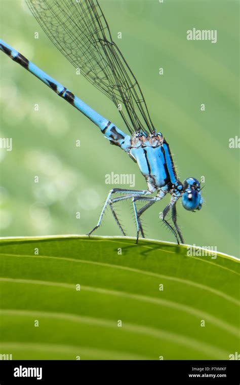 Insects in the garden Stock Photo - Alamy