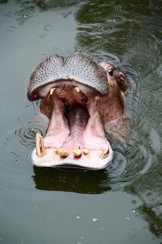 Hippopotamus yawning | Jason Thai | Flickr