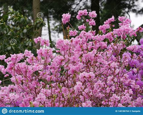 Pink azalea bush stock photo. Image of opening, blooms - 148186764