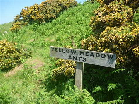 Berwickshire Coastal Path : Yellow... © Richard West :: Geograph ...