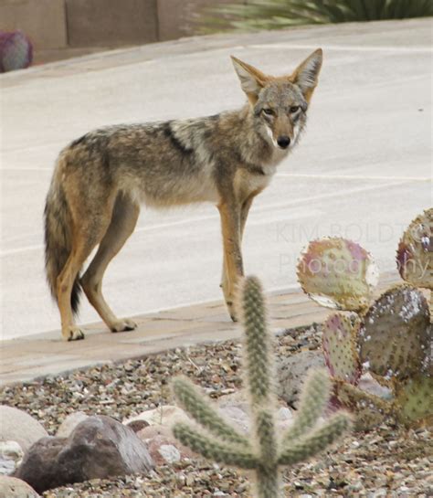 #Arizona #Coyote #Tucson Wildlife | Wildlife, Animals, Tucson