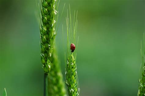 Biodiversity 1080P, 2K, 4K, 5K HD wallpapers free download | Wallpaper ...