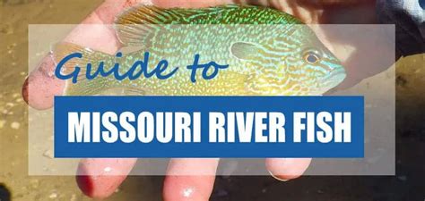 25 Fish Species in the Missouri River (Updated) - Pond Informer