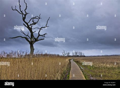 Path across marsh Suffolk coastal path boardwalk Stock Photo - Alamy