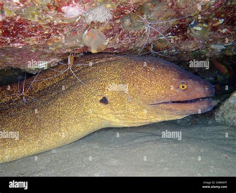 Yellow-edged moray (Gymnothorax flavimarginatus) at cleaning station ...