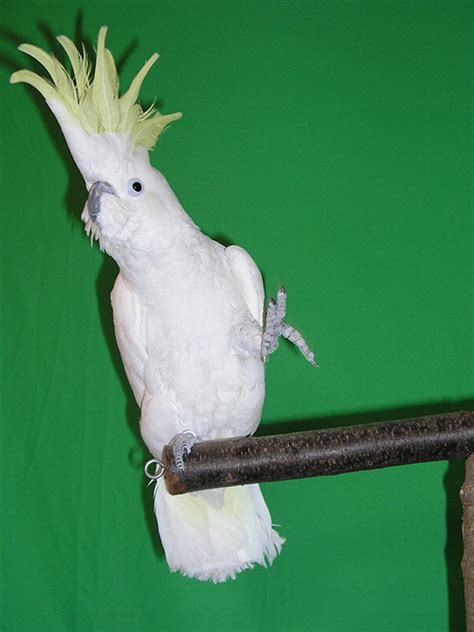 Scientists Discover How Snowball the Headbanging Cockatoo Responds to Music by Dancing to the Beat