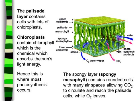 Function Of Palisade Cell - Printable Templates Protal