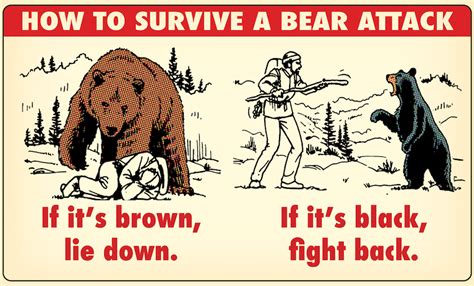 How to Survive a Bear Attack: The Complete Guide | Art of Manliness