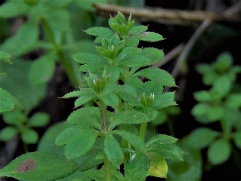 Cleavers, Goosegrass, Sticky Willies, Galium aparine