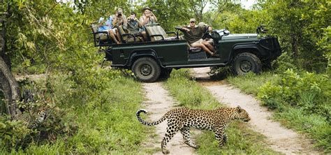 Kruger Tours: The Best South Africa Safari Adventures