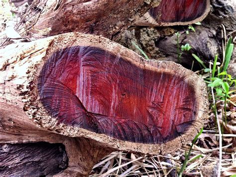 Balsawood bust and parallels to Cocobolo in Panama | Planting Empowerment